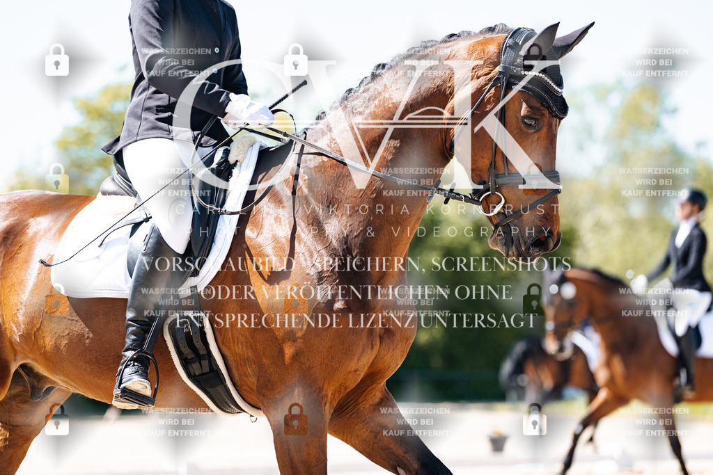 CK905161 | Turnierfotografie Pferdefotografie Trier Rheinland-Pfalz Pferdesport Reitsport Tierfotografie Sportfotografie Pferdevideo Pferdevideografie Equestrianvideography equestrianphotography  - Realisiert mit Pictrs.com