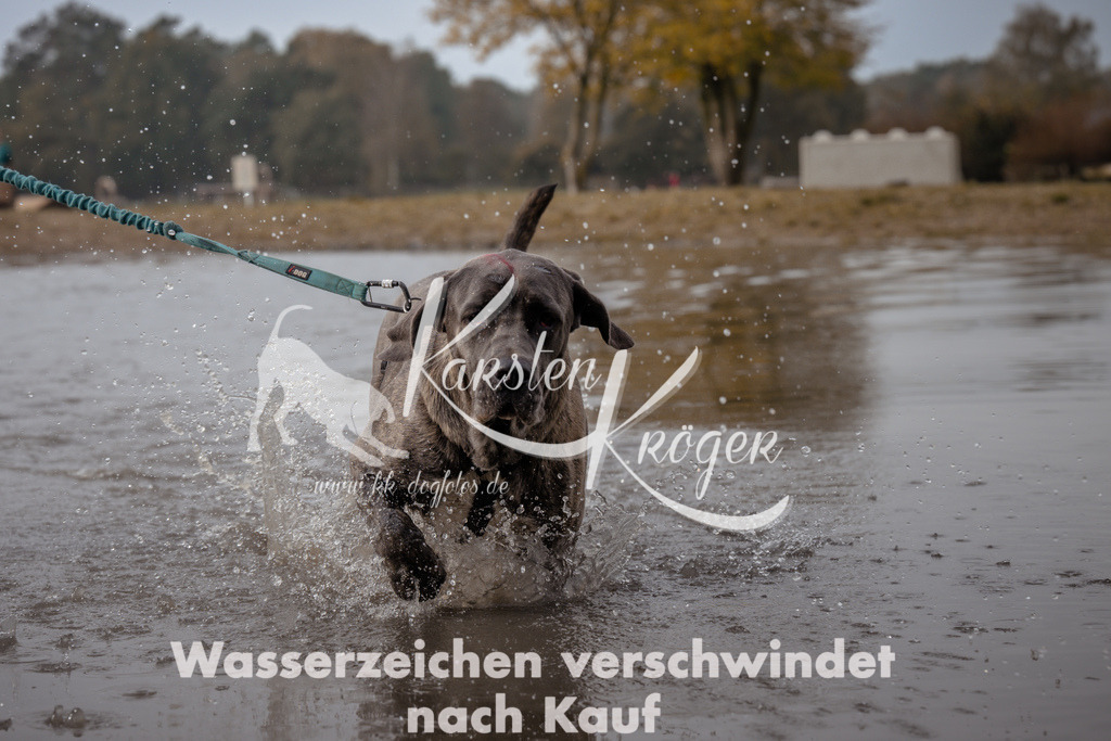 1119_ZZ93956 | kk-dogfotos