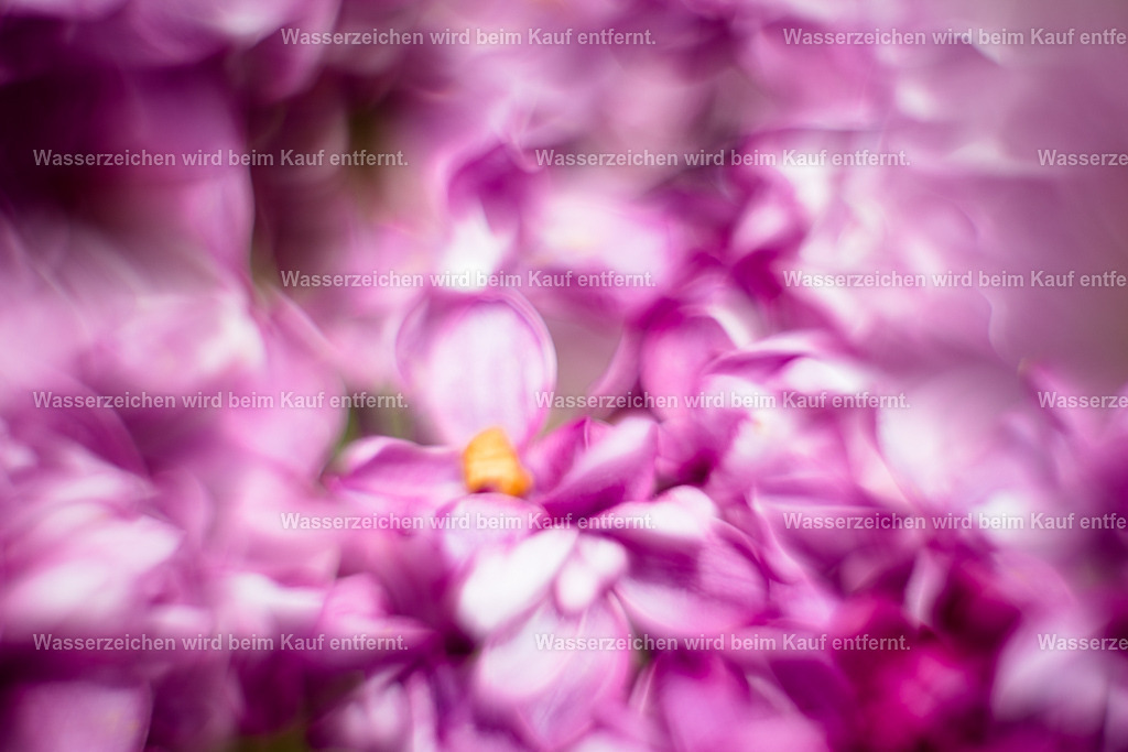 Der wahre Schatz in Dir | Die Botschaft zum Bild lautet: In deinem geistigen Sein, in deiner Seele in deinem Herzen, befindet sich ein Schatz, der gehoben werden möchte. Er ist da, dieser goldene Schatz, der dir jetzt gewahr werden soll. Es wird mit diesen Energien weggesprengt, aufgelöst durch das violette Feuer, was nicht zu dir gehört und dir dient. Dieses hilft dir auch abends dich zu schützen, dich zu reinigen, von den täglichen Energien. Denn dann kann dein innerer Schatz gehoben werden.