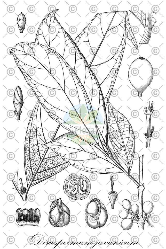 HistAbb_wfo-0000652153_1_SIMPLE | Historische Abbildung von Discospermum javanicum - Rubiaceae | Historical Illustration of Discospermum javanicum - Rubiaceae
