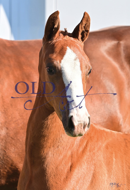 24 Dynamic Hit DE433330612922 BS Dynamic Dream -  Diamond Hit_a | <meta name="description" content="★Offizieller Merchandise und Foto-/Videostore des Oldenburger Verbandes.★ ✅Jetzt auch digital Ausdrucke erhältlich." />
<meta name="keywords" content="Merchandise Foto-/Videostore Oldenburger Verband Photographie 