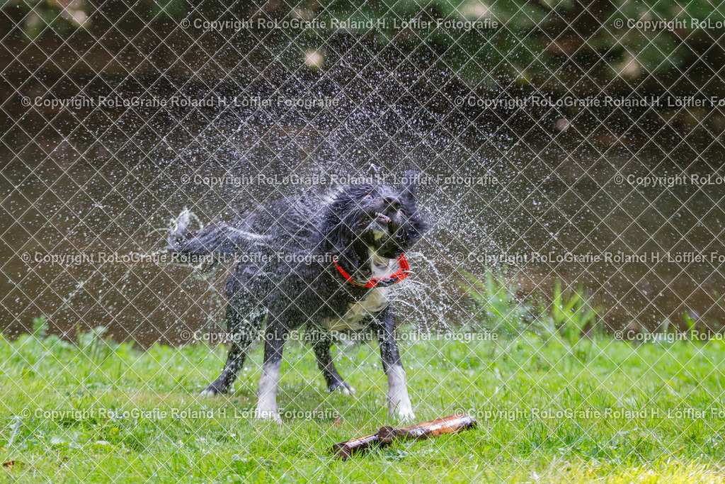 Hund_05 | Bordercollie schüttelt sich nach ausgiebigem Bad im Fluss - Realisiert mit Pictrs.com