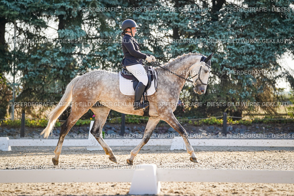 DSC08589 | Pferdegrafie