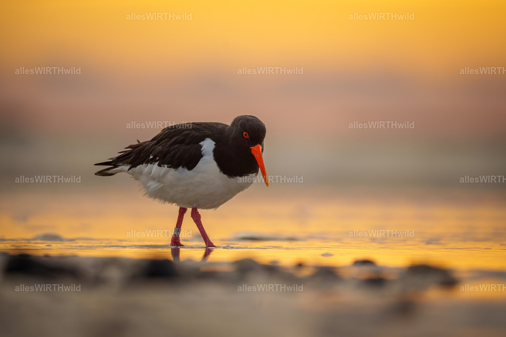 allesWIRTHwild.de - 7IV06768 | Entdecke die faszinierende Welt der Natur- und Wildlife-Fotografie von Daniel und Bärbel. Inspirierende Bilder von wilden Tieren und kleinen Naturwundern.