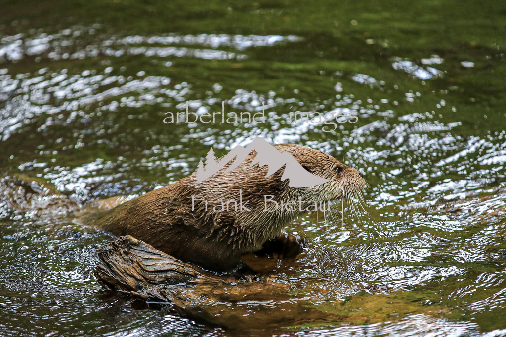 OE7A5726 | Fischotter im Nationalpark Bayerischer Wald