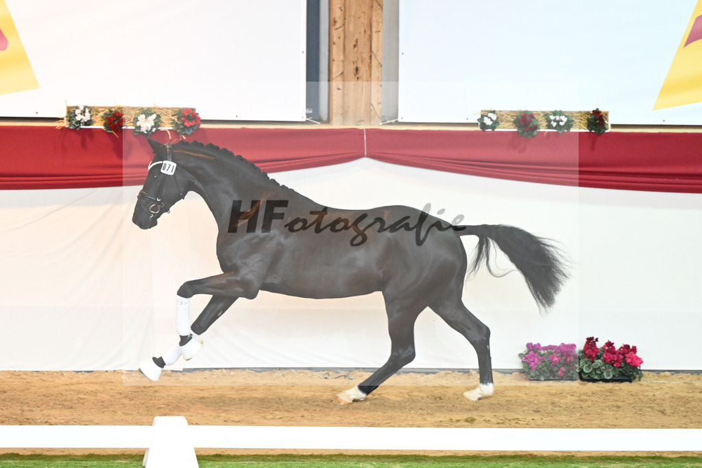 Kat-Nr. 71 Toto jr_Winklmaier_1230397 | hf-fotografie - Realisiert mit Pictrs.com