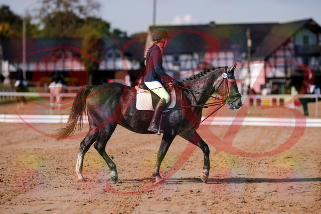 2026_10_03_Siefer-Hof_120041_Z81_02772418 | Professionelle Reitsport-, Turnier- und Eventfotografie von Robert Broda. Galerien mit ausgewählten und bearbeiteten Bildern direkt online ansehen und bestellen.