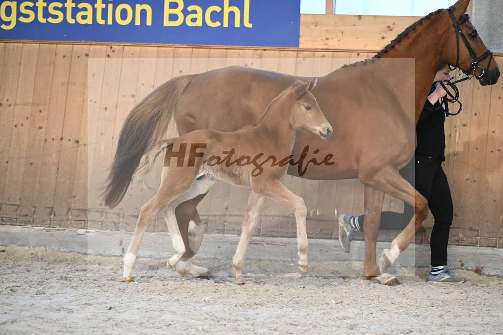 Fohlen Va Bene_Feigl_7240943 | hf-fotografie - Realisiert mit Pictrs.com