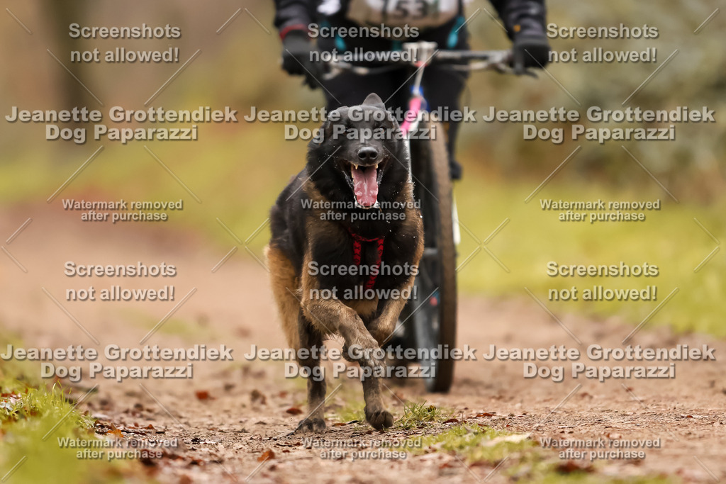 Dog Paparazzi - Speedhunter Mannheim  2025-425 | Dog Paparazzi Jeanette Grottendiek Fotografie & Videografie