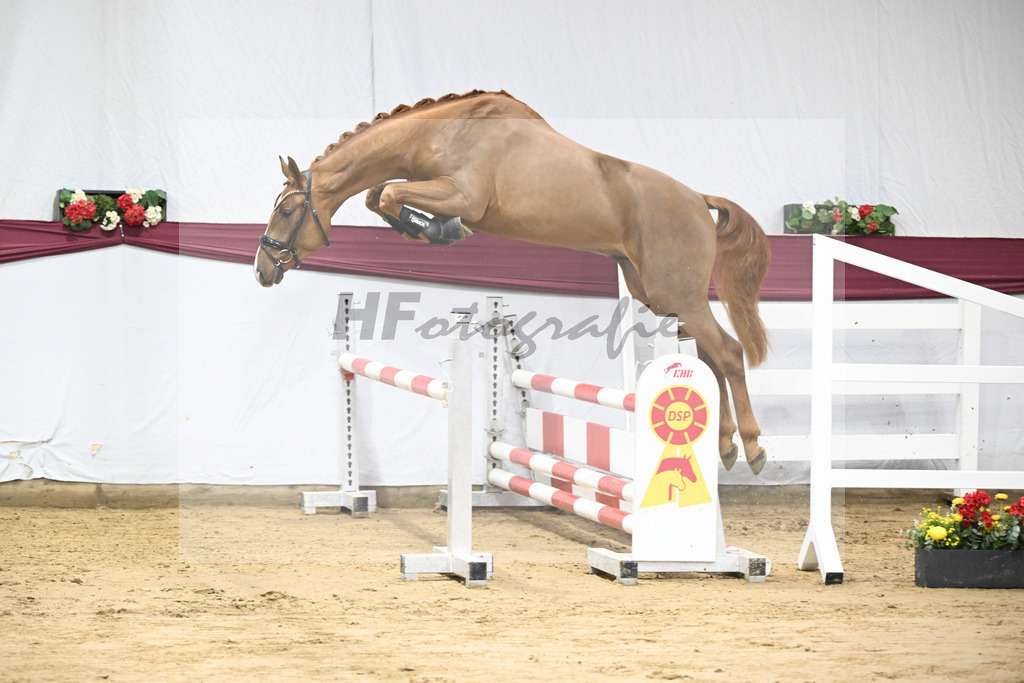 Kat-Nr. 93 Denzel van het Meulenhof - Chacco-Blue_Michael Eichler_47252919 | hf-fotografie - Realisiert mit Pictrs.com