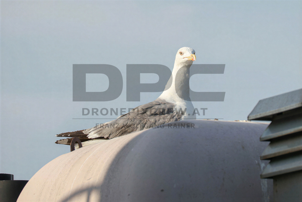 Yellow-legged Gull (Larus michahellis) | Yellow-legged Gull (Larus michahellis), a large gull species commonly found along Mediterranean coasts, rocky shorelines, harbours and coastal areas. - Realisiert mit Pictrs.com
