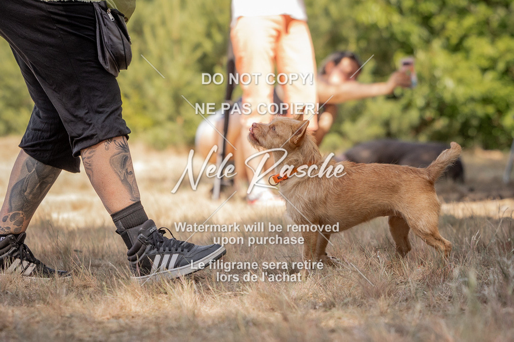 nelerasche_soDD2_47 | nelerasche