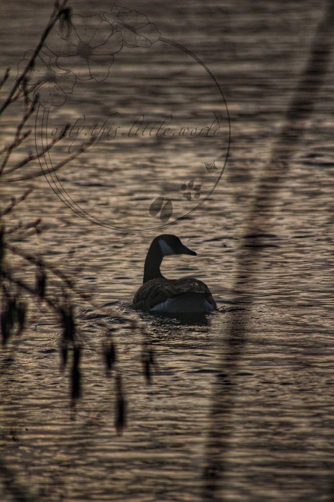 Kanadagans durch Schilf auf Fluss | only.this.little.world - Realisiert mit Pictrs.com