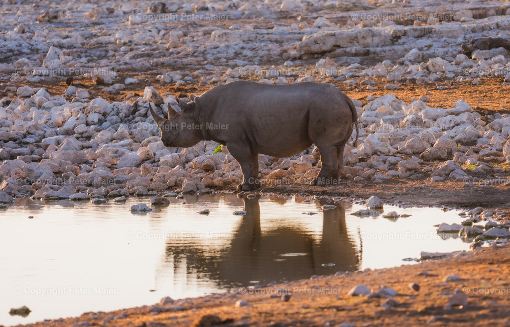 Etosha_Nationalpark_Namibia-983 | piet_flosse