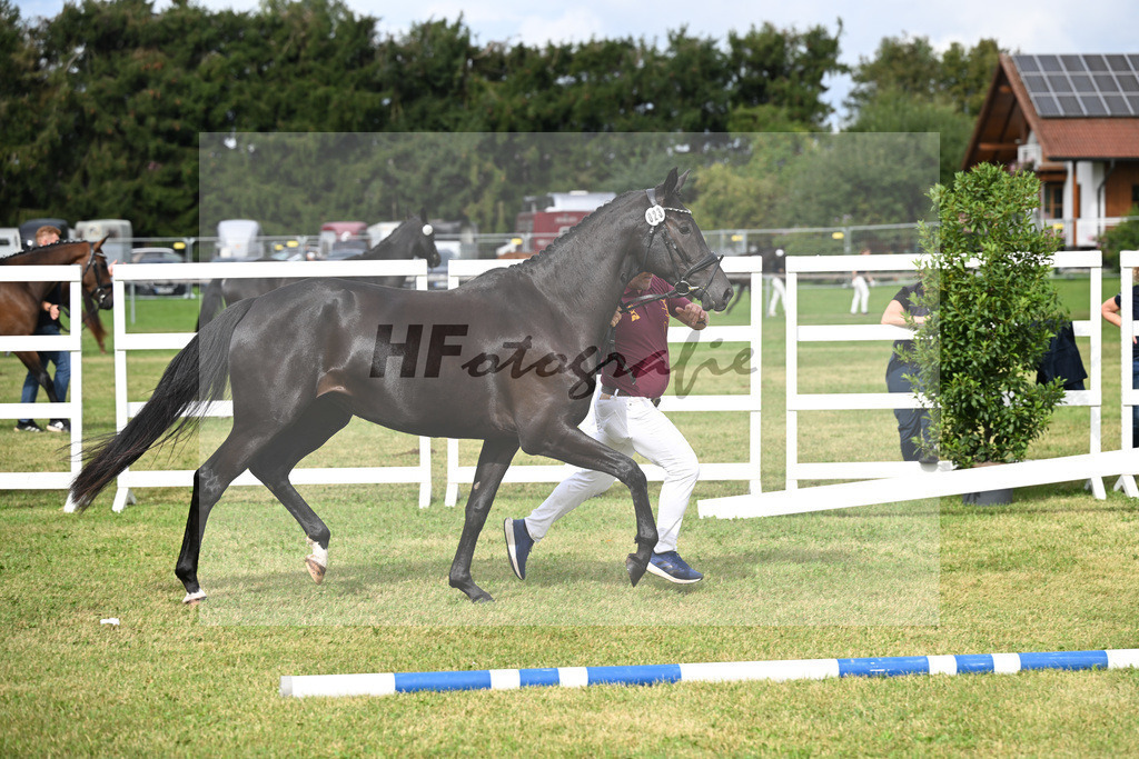 Kat-Nr. 23 Basics Zaubermaus H.S. v. Millennium_Sommer_30250536 | hf-fotografie - Realisiert mit Pictrs.com