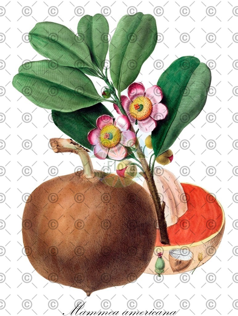 HistAbb_wfo-0001288800_1_ENZY_Simple | Historische Abbildung von Mammea americana - Calophyllaceae | Historical Illustration of Mammea americana - Calophyllaceae