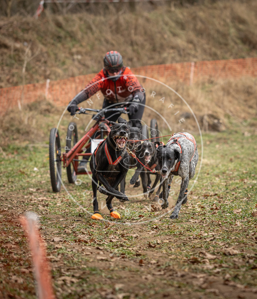 Pfotenfotografie_DV3A7989 | Hundefotografie, Tierfotograf, Pfotenfotografie, Fotoshooting Hund, Hunde Portrait, Hundesport, Hundeportraits, Heideshooting, Hunde, Sportfotograf, Hundefotograf, Turnierhundsport, THS,  - Realisiert mit Pictrs.com