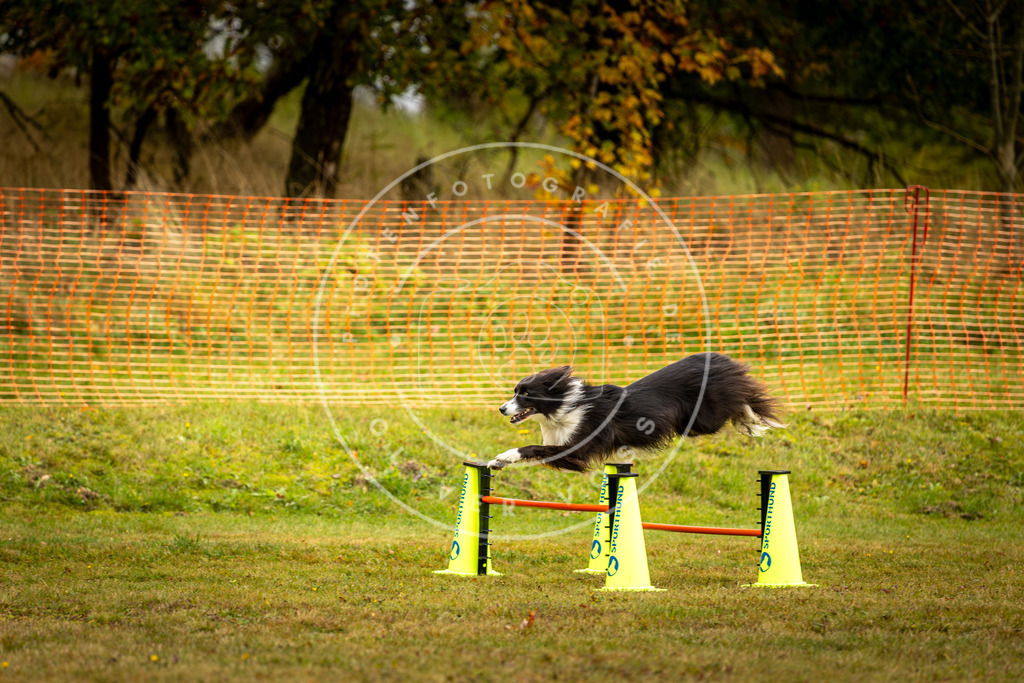 Pfotenfotografie_DV3A2497 | Hundefotografie, Tierfotograf, Pfotenfotografie, Fotoshooting Hund, Hunde Portrait, Hundesport, Hundeportraits, Heideshooting, Hunde, Sportfotograf, Hundefotograf, Turnierhundsport, THS,  - Realisiert mit Pictrs.com