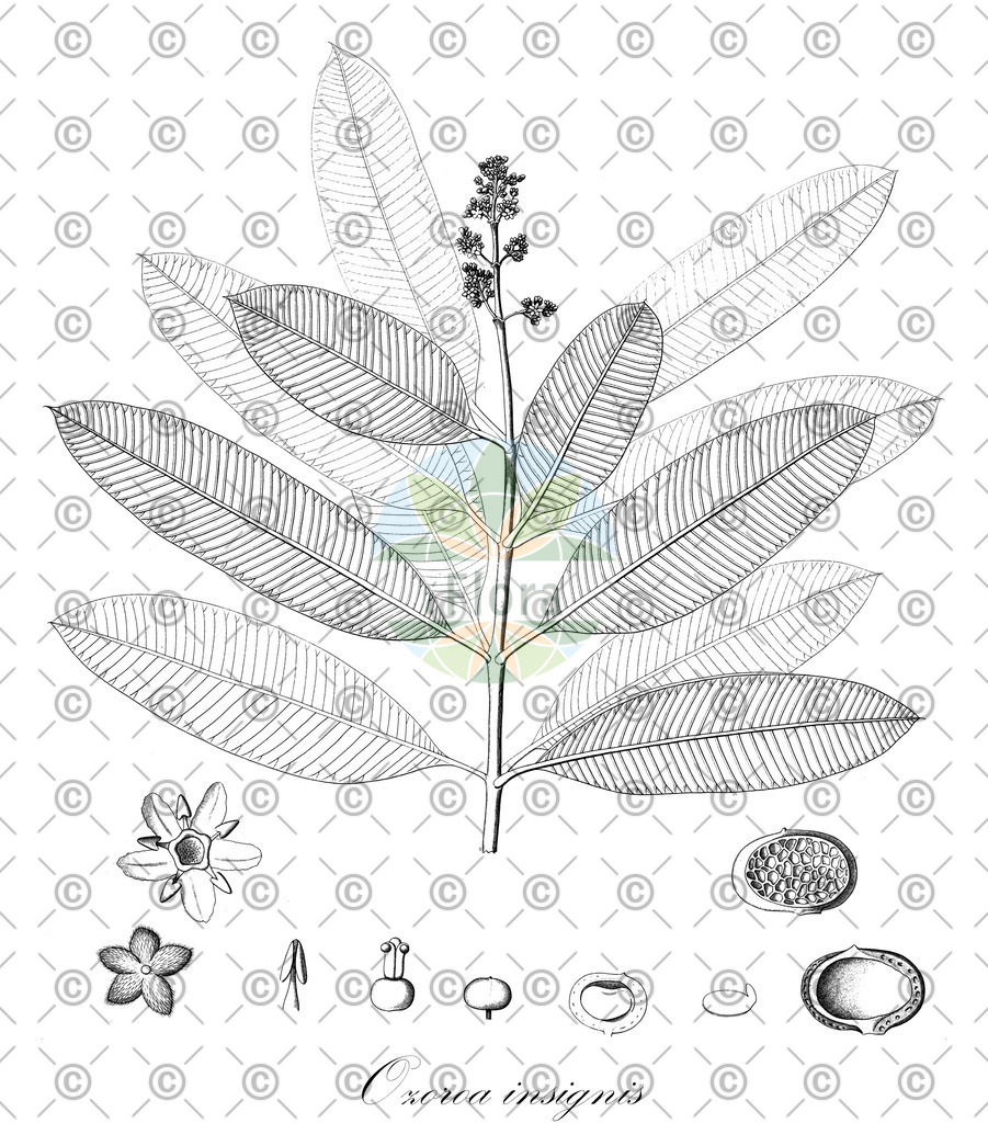 HistAbb_wfo-0000137240_1_ENZY_Simple | Historische Abbildung von Ozoroa insignis - Anacardiaceae | Historical Illustration of Ozoroa insignis - Anacardiaceae