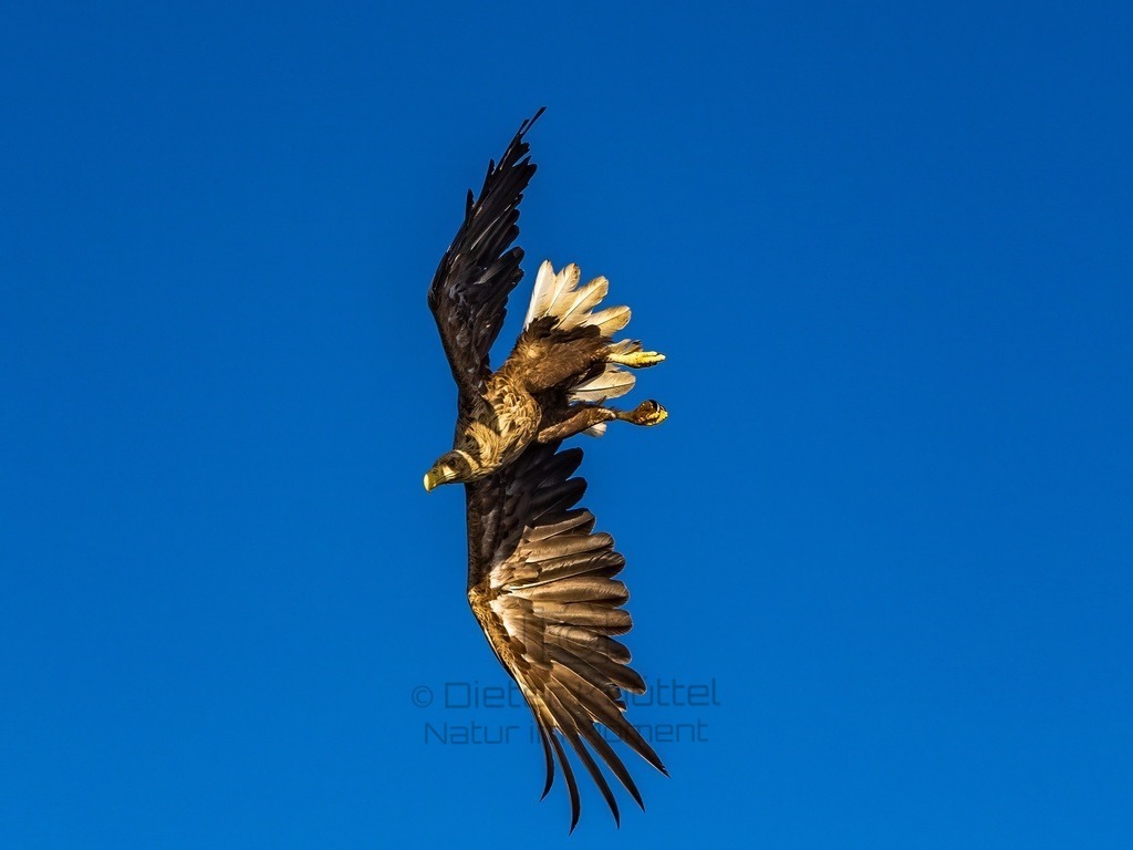 P1001602-LR-topaz-enhance | Natur im Moment - Realisiert mit Pictrs.com