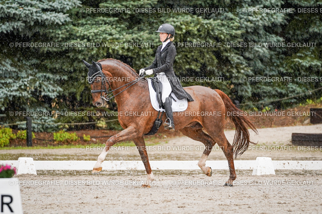 DSC09252 | Pferdegrafie