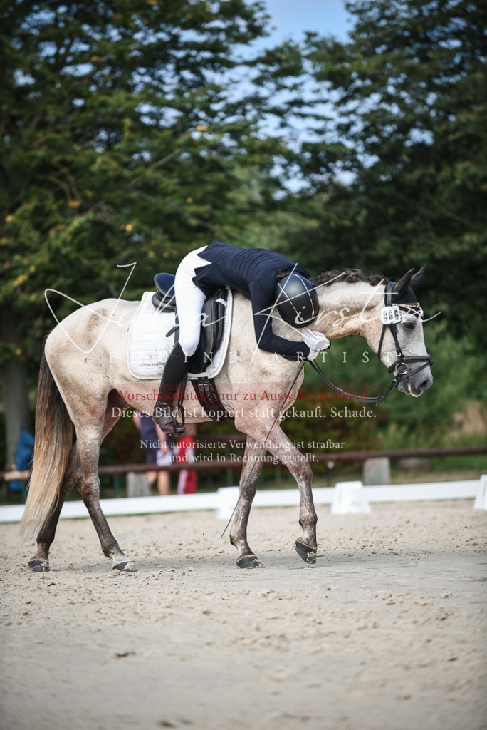 DSC_8708 | Pferde- und Turnierfotografie in Westsachsen. Pferdeportraits, Auftragszeichnungen und intuitive Kunst.