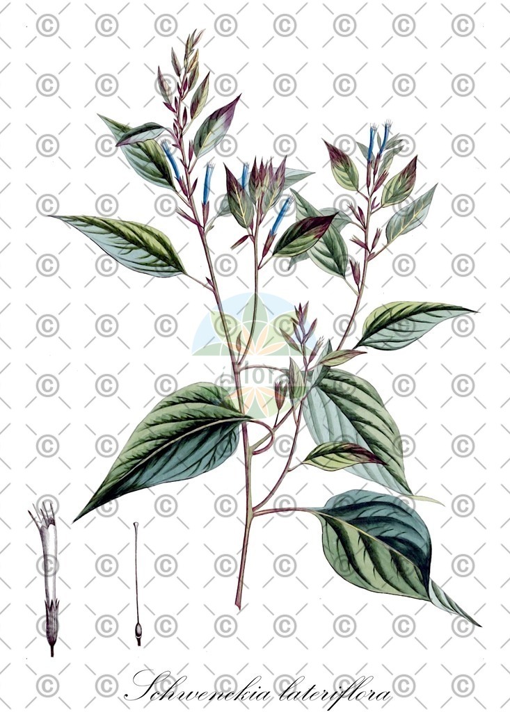 HistAbb_wfo-0001175313_1_ENZY_Simple | Historische Abbildung von Schwenckia lateriflora - Solanaceae | Historical Illustration of Schwenckia lateriflora - Solanaceae