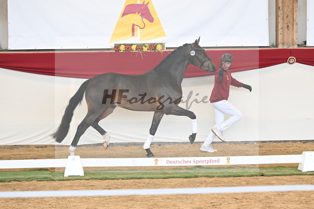 Kat.-Nr. 88 v. Zackerey_Rakelbusch_3261299 | hf-fotografie - Realisiert mit Pictrs.com