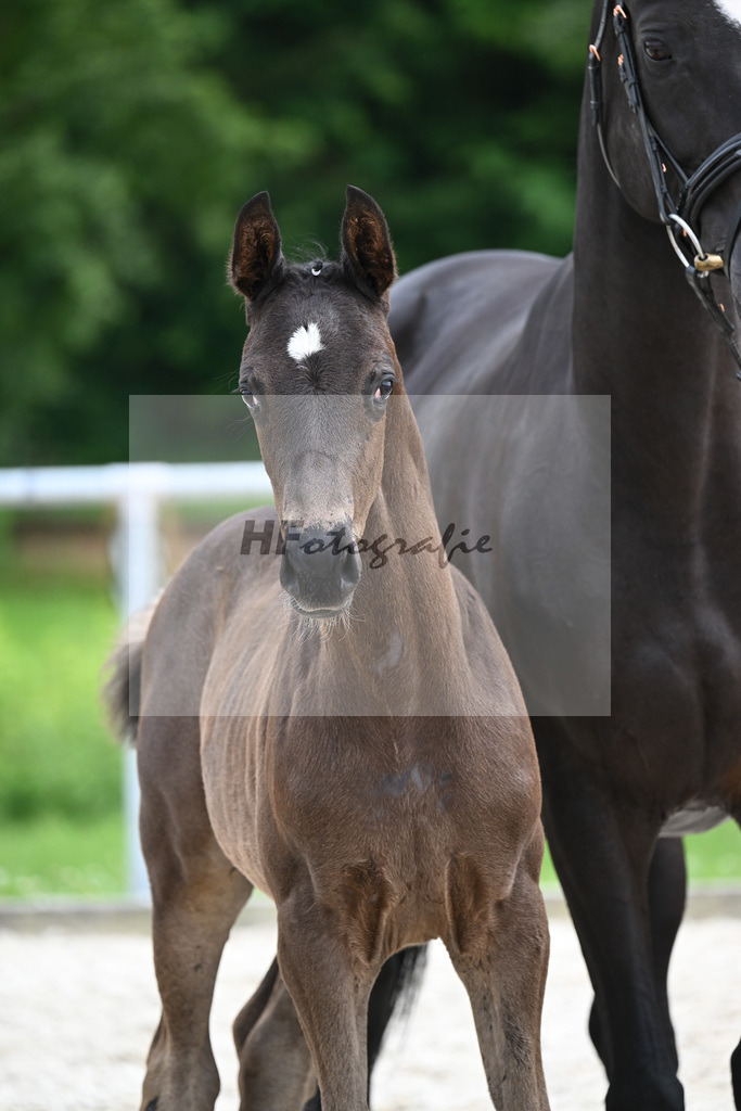 Segantini x Desperados_HF_Kloessinger_20240899 | hf-fotografie - Realisiert mit Pictrs.com