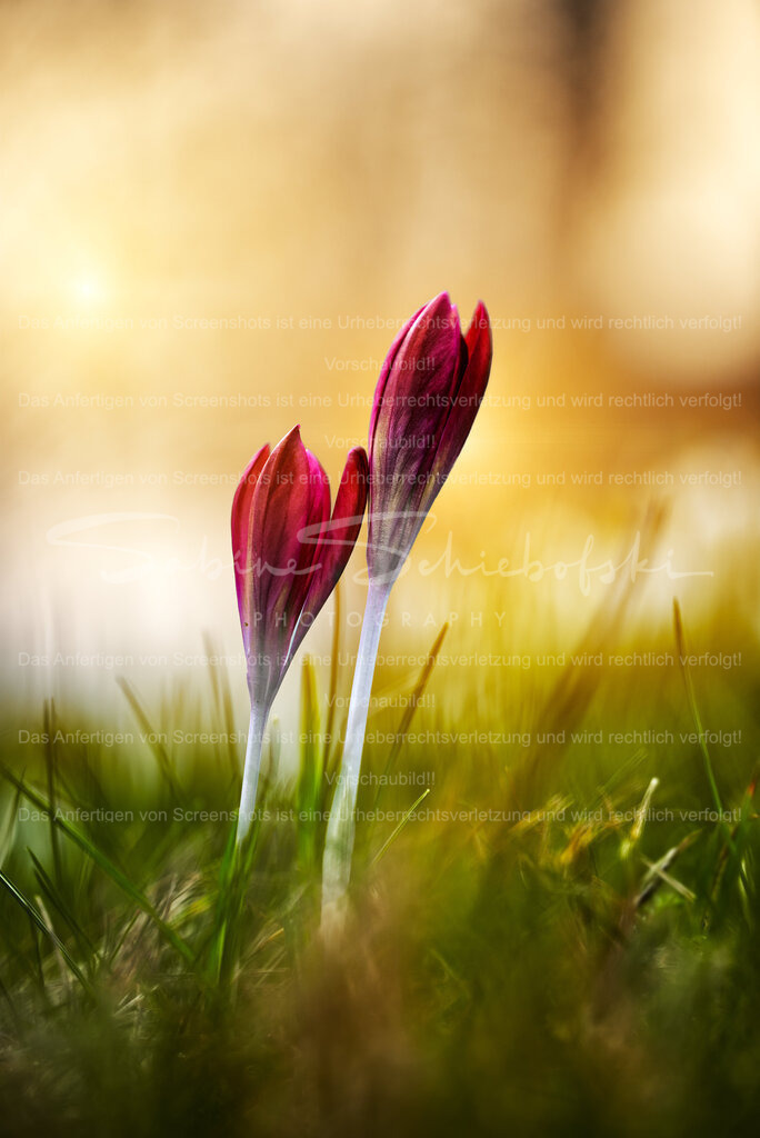 "Hey, Du!" | People- und Tierfotografie, Imageaufnahmen, Veranstaltungsfotografie und Wandbilder aus der Natur ★ Made in Germany ✔️ Druck + Downloads ✔️ Naturfotografie in Top Qualität ★ schneller Versand, weltweite Lieferung! - Realisiert mit Pictrs.com