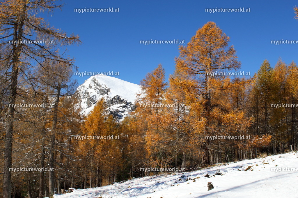 Falkert-004 | Das Bilderarchiv über Tiere, Planzen und Landschaften. In der Bilddatenbank finden Sie ein große Auswahl an hochwertigen Bilder für Ihre Werbung - Realisiert mit Pictrs.com