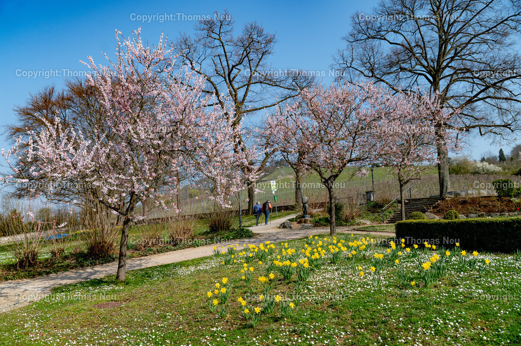 mandelbluete-bergstrasse-weinberge-bensheim-Stadtpark-Kirchberg--fruehling-Fotografie-Thomas-Neu-37 | Blick in den bensheimer Stadtpark mit blühenden Mandelbäumen und dem Kirchberg im Hintergrund, im Vordergrund blühende Osterglocken, ,Bild: Thomas Neu