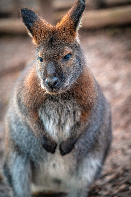 Känguru | Professionelle Natur- & Landschaftsfotos als Poster, auf Leinwand & viele mehr. Wähle aus einer Vielzahl an Formaten & Materialien Dein perfektes Bild. - Realisiert mit Pictrs.com