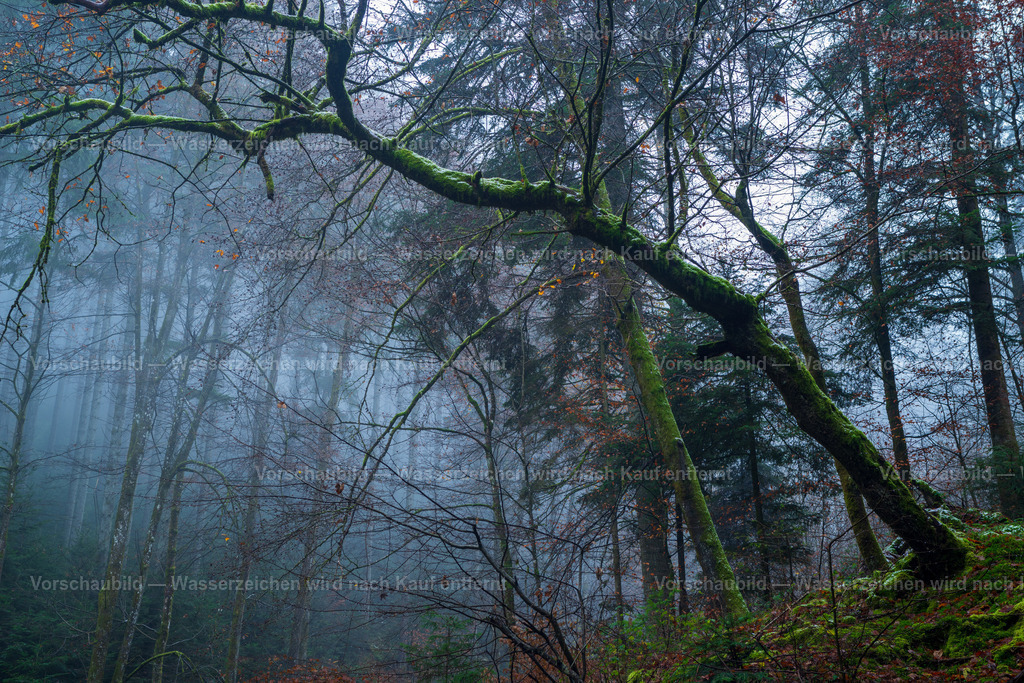 Nebelverhangen | Spätherbst im Wald - Realisiert mit Pictrs.com