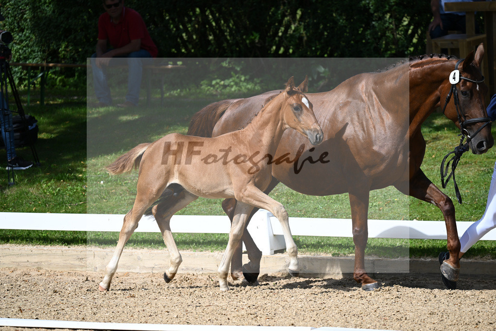 Kat-Nr. 4 HF Sezuans Donnerhall x Brentano II_Reuschlein_27230100 | hf-fotografie - Realisiert mit Pictrs.com