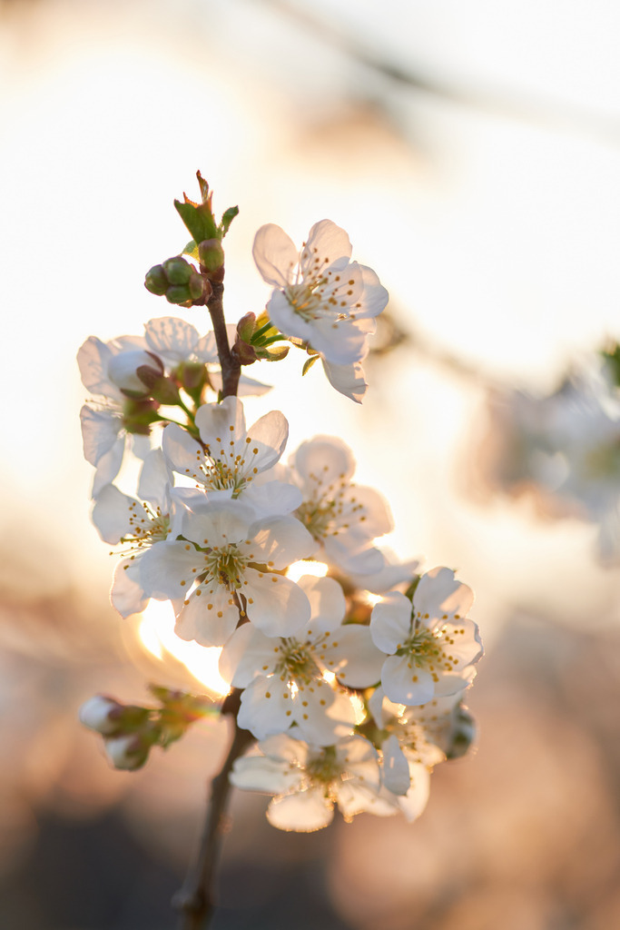 Weisse Blüten am Ast im Gegenlicht | Burgenland, Austria - April 15, 2022: Weisse Blüten am Ast im Gegenlicht. - Realisiert mit Pictrs.com