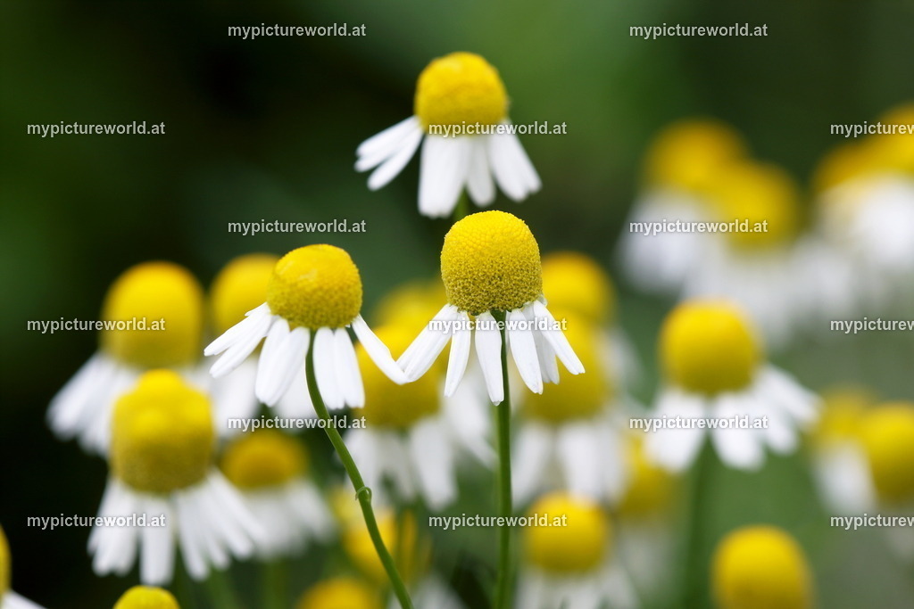 Echte Kamille-002 | Das Bilderarchiv über Tiere, Planzen und Landschaften. In der Bilddatenbank finden Sie ein große Auswahl an hochwertigen Bilder für Ihre Werbung - Realized with Pictrs.com