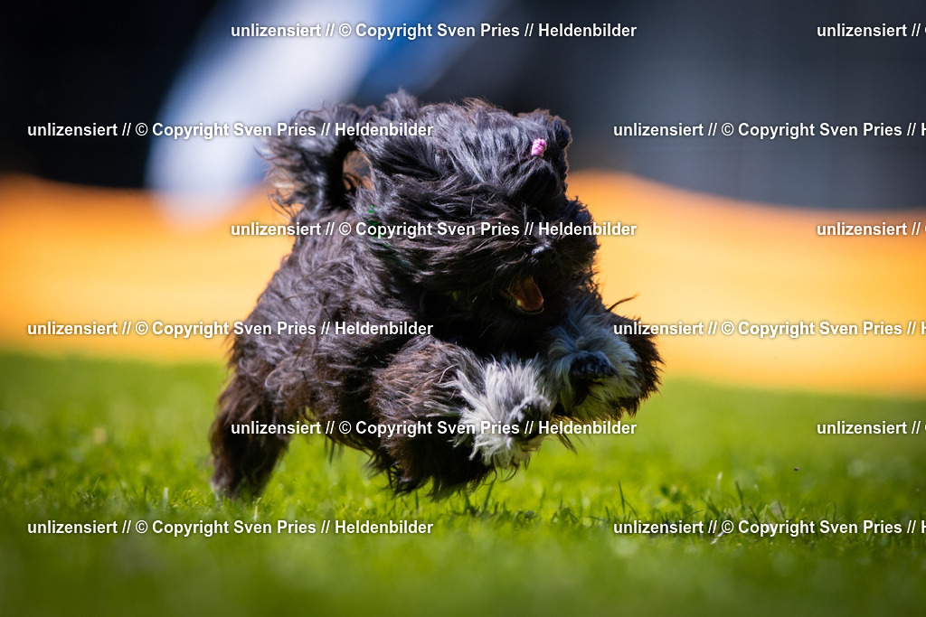 Sven Pries | 2025-08-10 - Hunderennen Durlach - Realisiert mit Pictrs.com