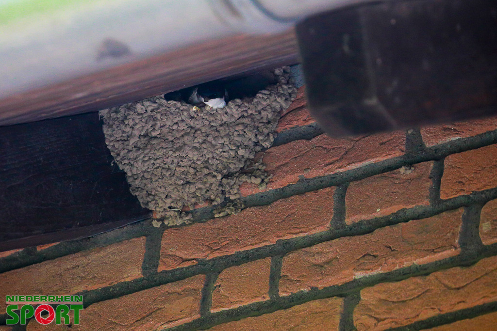 Mehlschwalben_bei_Otto11062025_019 | Bildergalerie von Sport-Ereignissen aber auch von weiteren spannenden Dingen - nicht nur vom Niederrhein. In Anlehnung an den bekannten Spruch von Hanns Dieter Hüsch heißt das Motto: "Niederrhein ist überall".  - Realisiert mit Pictrs.com