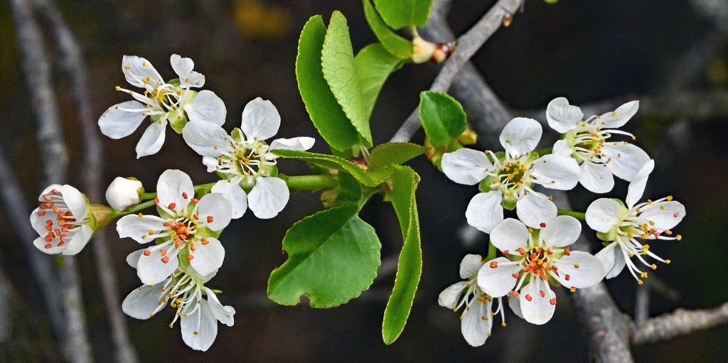 Kirschblüte02p - Kopie | lucisnaturbilder - Realisiert mit Pictrs.com