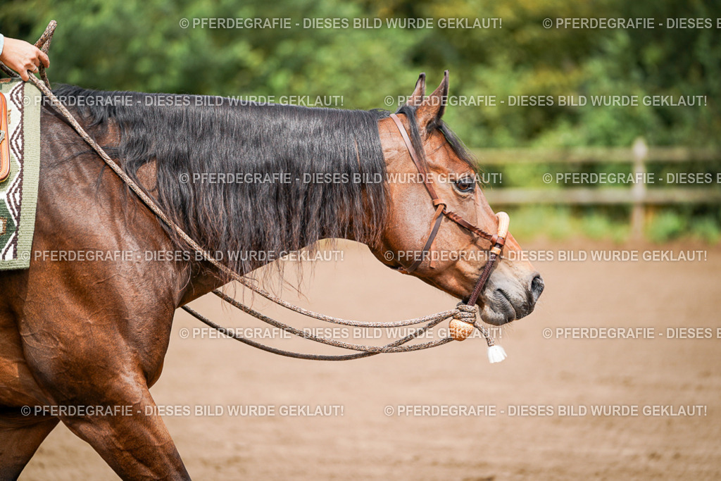 DSC06133 | Pferdegrafie