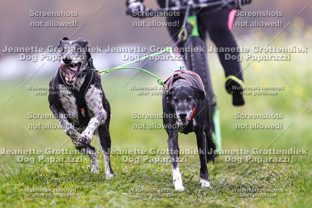 Dog Paparazzi - Visbeck 25 -83 | Dog Paparazzi Jeanette Grottendiek Fotografie & Videografie - Realisiert mit Pictrs.com