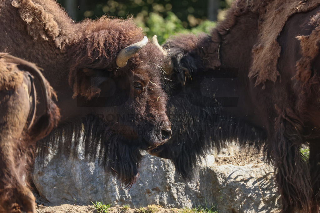 Bisons at Tierpark Herberstein // Bisons im Tierpark Herberstein | Bisons at Tierpark Herberstein in Styria, Austria. The scene shows the powerful animals in their enclosure and highlights their impressive appearance, calm presence and natural behavior in the zoo environment. // Bisons im Tierpark Herberstein in der Steiermark, Österreich. Die Szene zeigt die kraftvollen Tiere in ihrem Gehege und hebt ihr eindrucksvolles Erscheinungsbild, ihre ruhige Präsenz und ihr natürliches Verhalten im Tierpark hervor. - Realisiert mit Pictrs.com