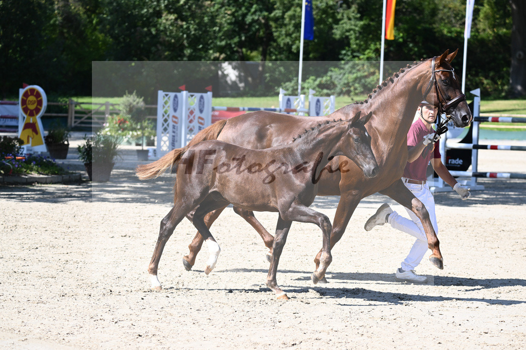 Praesentation Auktionsfohlen_36230246 | hf-fotografie - Realisiert mit Pictrs.com