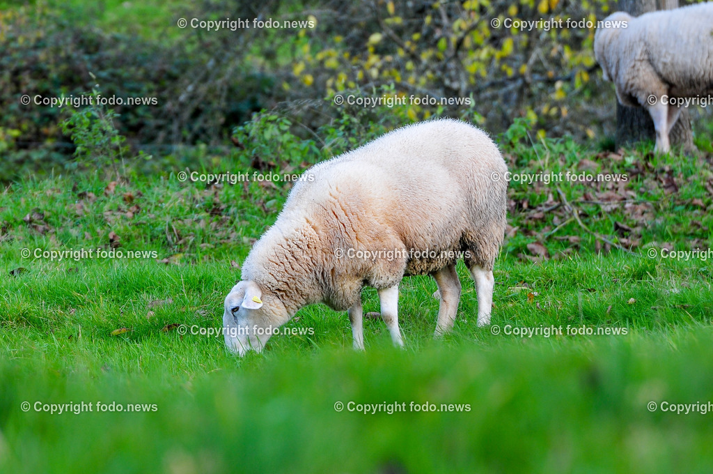 Linz_ Bauernhof_ 11.04.2025-33 | 11.04.2025, LINZ, AUT, Landwirtschaft, Bauernhof, im Bild Schafe, Schaf, Lamm, Bock, Tiere, Nutztiere, Freilandhaltung, Paarhufer