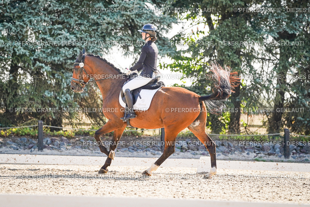 DSC09851 | Pferdegrafie