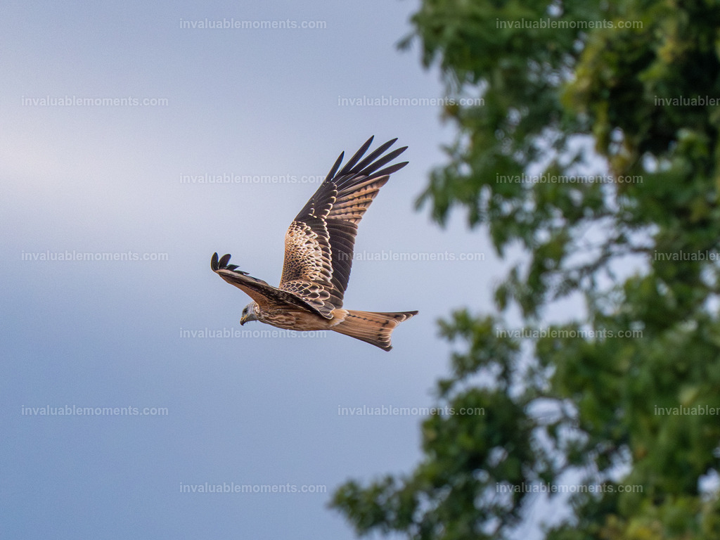 DSC_6071 | invaluablemoments.com - Realisiert mit Pictrs.com