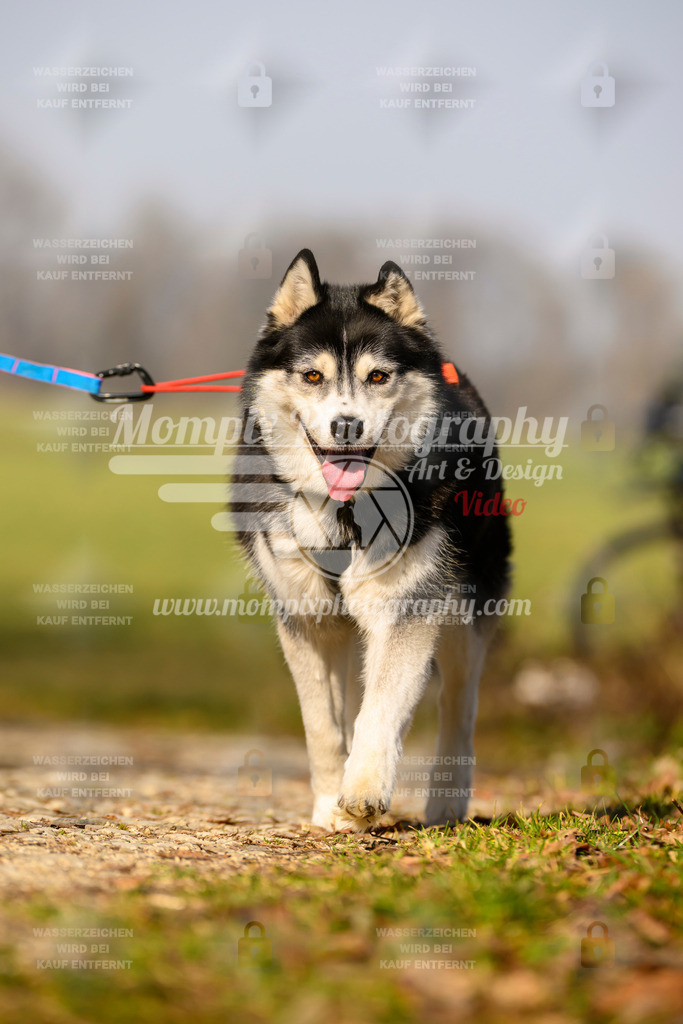 MompixPhotography_6ReiatRennen2026_SA_HappyDog-126 | PayLife