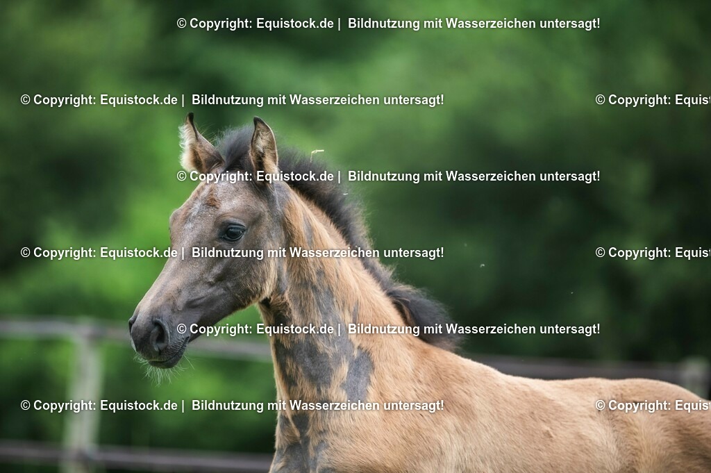 20210623_Fohlen_0494 | Foto: Thomas Hartig