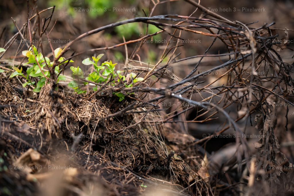 Obere_Affensteinpromenade_Nahe_Rollenturm_Zweig_Kraut | 2022-09-02_Waldbrandgebiete_2 - Realisiert mit Pictrs.com